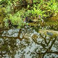 Reflections